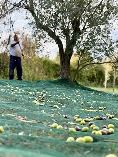 Récolte des olives sous un olivier