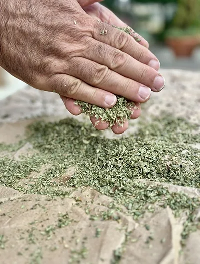 Main qui froisse des feuilles d’origan