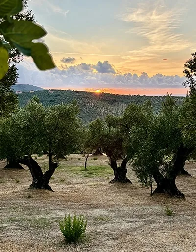 Oliviers au coucher du soleil