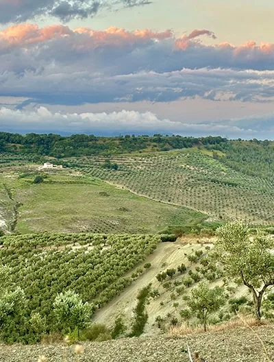 Vignes à flanc de colline