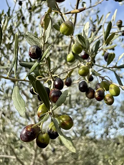 Branche d’olivier chargée d’olives